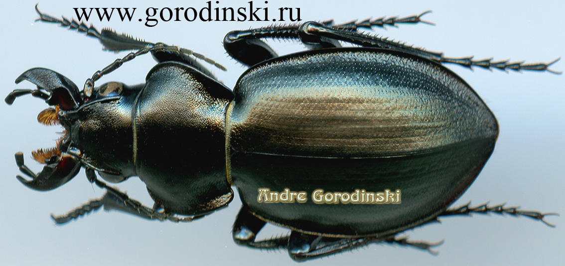 http://www.gorodinski.ru/carabidae/Callisthenes kuschakewitschi plasoni.jpg